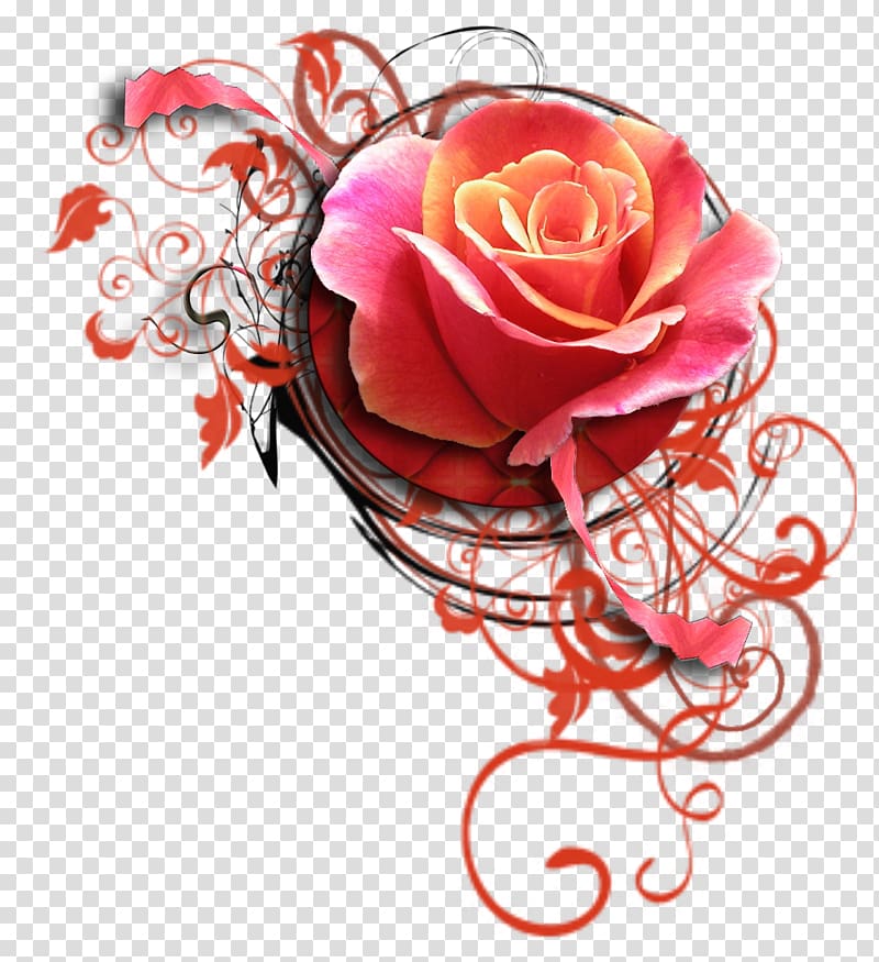 Happiness Garden roses Wednesday Blog, others transparent background PNG clipart