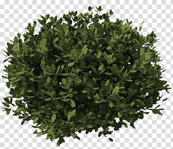 undergrowth transparent background PNG clipart