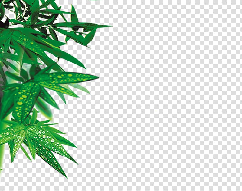 Bamboo Leaf, Green bamboo leaves transparent background PNG clipart