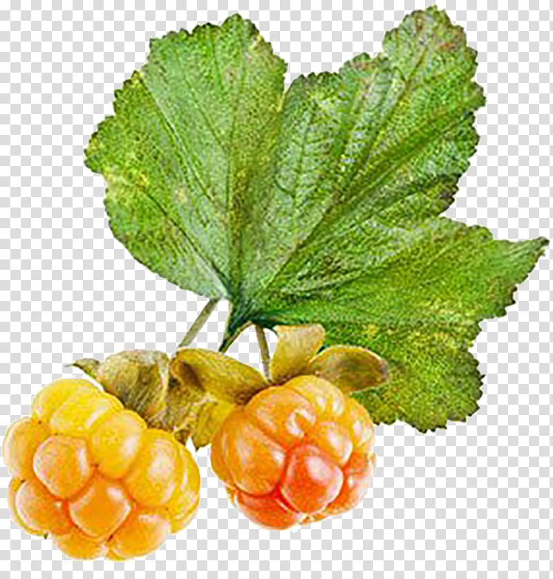 Varenye Cloudberry Berries, berries transparent background PNG clipart