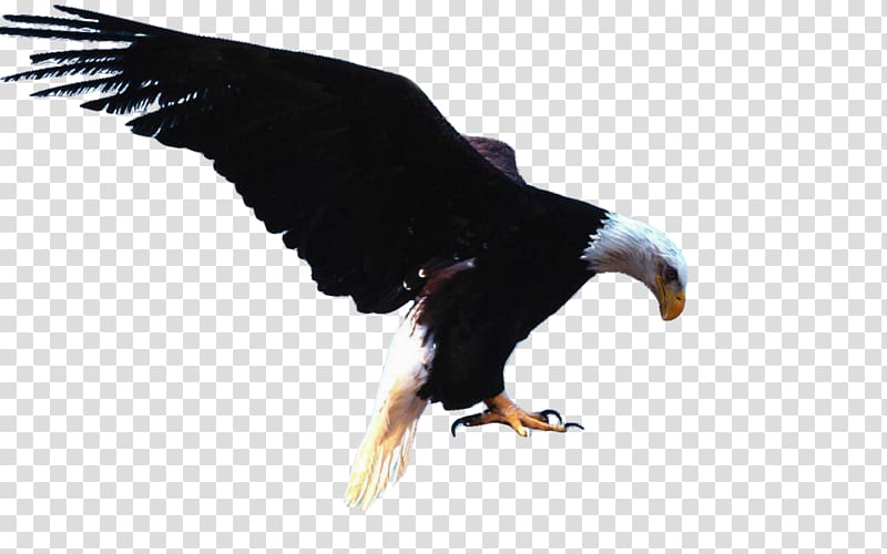 Bald eagle Bird White-tailed eagle Golden eagle, Bird transparent background PNG clipart