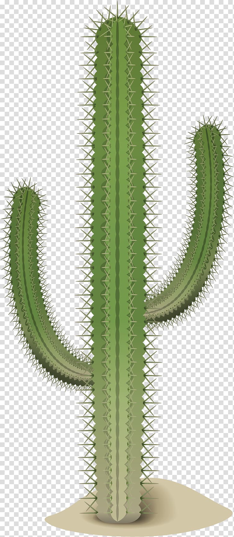 cactus illustration, San Pedro Cactus Cactaceae Thorns, spines, and prickles, Cactus material transparent background PNG clipart