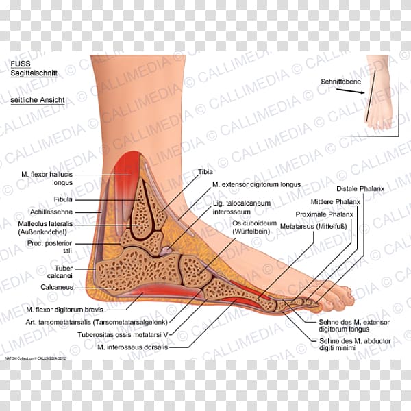 Finger Foot Human leg Muscle Sagittal plane, Anatomi transparent background PNG clipart