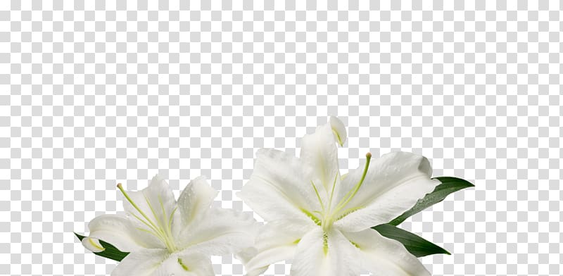 Cut flowers Floral design Floristry, rich flowers transparent background PNG clipart