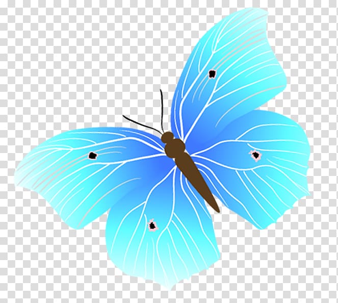 Blue Euclidean , blue butterfly transparent background PNG clipart