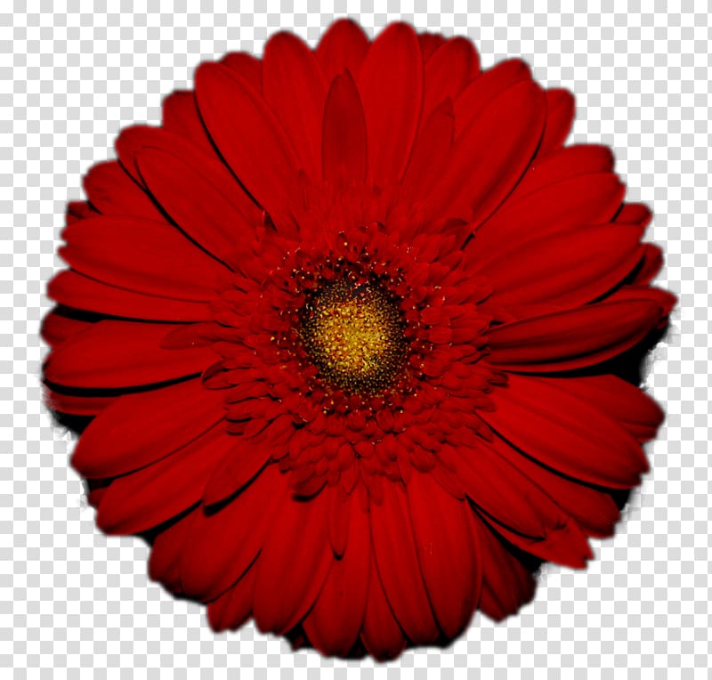 Transvaal daisy Flower Red Common daisy , gerbera transparent background PNG clipart