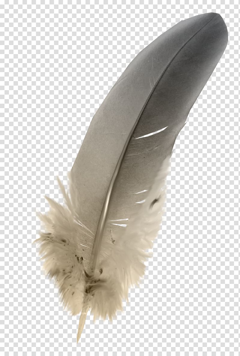 Feather Grey, Feathers transparent background PNG clipart