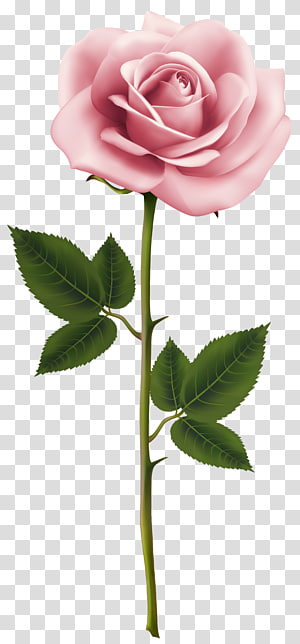 pink rose illustration, Rose Pink Flower , Pink Rose transparent background PNG clipart pink rose illustration, Rose Pink Flower , Pink Rose transparent background PNG clipart thumbnail