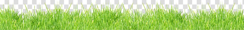 Grass transparent background PNG clipart