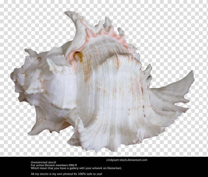Seashell Shankha Clam Royal Dutch Shell, shellfish shell transparent background PNG clipart