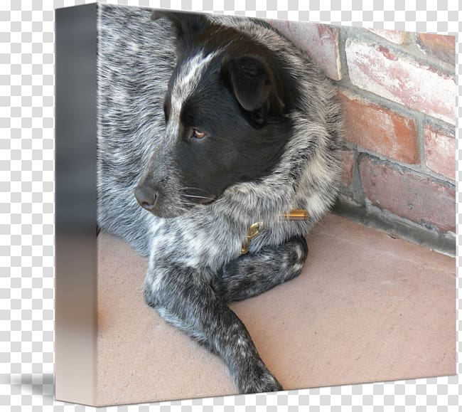 Stabyhoun Australian Cattle Dog Dog breed Stumpy tail cattle dog Sporting Group, dog in kind transparent background PNG clipart