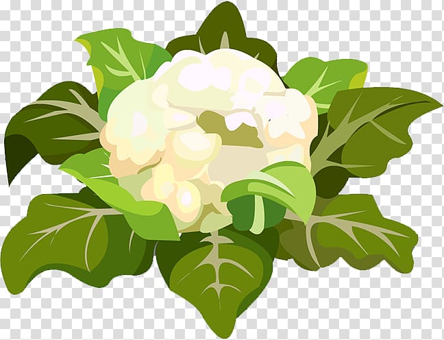 Cauliflower Floral design Leaf Icon, Cauliflower transparent background PNG clipart
