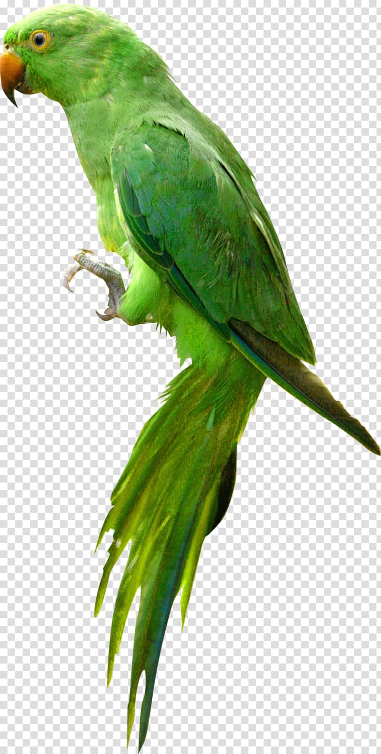 Parrot Bird , Cute Green Parrot transparent background PNG clipart