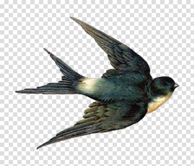 Barn swallow Bird flight , blue bird transparent background PNG clipart