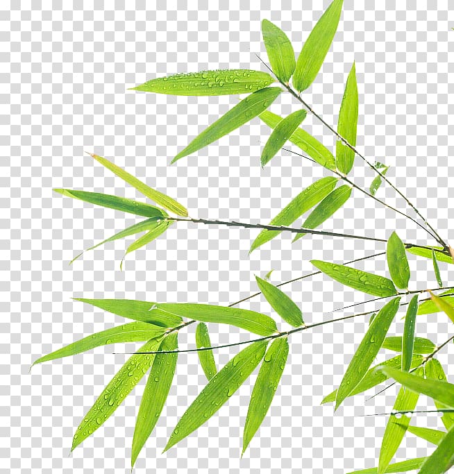 dew drops on green leaves illustration, Bamboo Leaf Green , Bamboo leaf background design transparent background PNG clipart