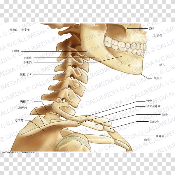 Neck Bone Human anatomy Head, abdomen anatomy transparent background PNG clipart