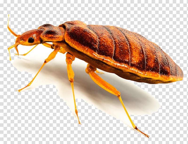Insect Cockroach Termite Bed bug Rodent, bugs transparent background PNG clipart