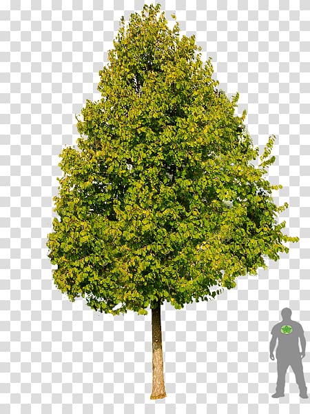 Tree Portable Network Graphics Corylus colurna Acer campestre Feldahorn Amelanchier laevis, tree transparent background PNG clipart