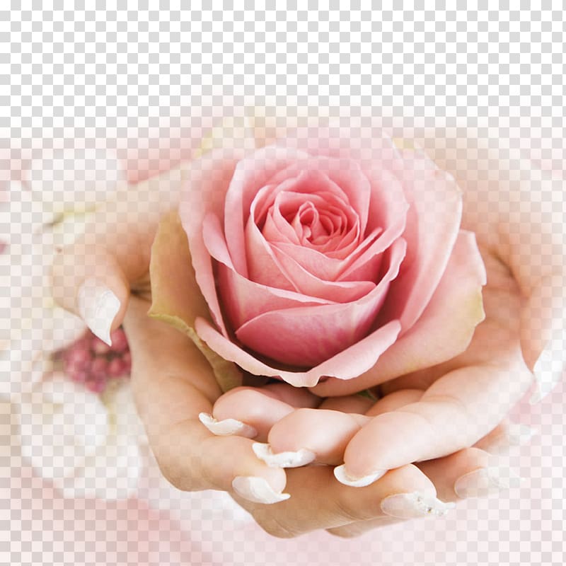 pink rose, Oak Creek Nail art Day spa, Satisfy Rose transparent background PNG clipart