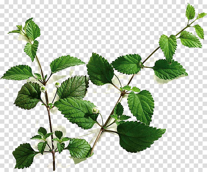 Phyla dulcis Stevia Sugar substitute Sweet Leaf, sugar transparent background PNG clipart