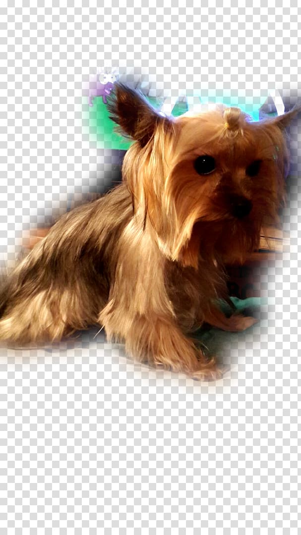 Yorkshire Terrier Australian Silky Terrier Australian Terrier Cairn Terrier Morkie, puppy transparent background PNG clipart