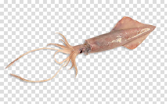 Humboldt squid Giant squid Yellowfin tuna Octopus, Mahi-mahi transparent background PNG clipart