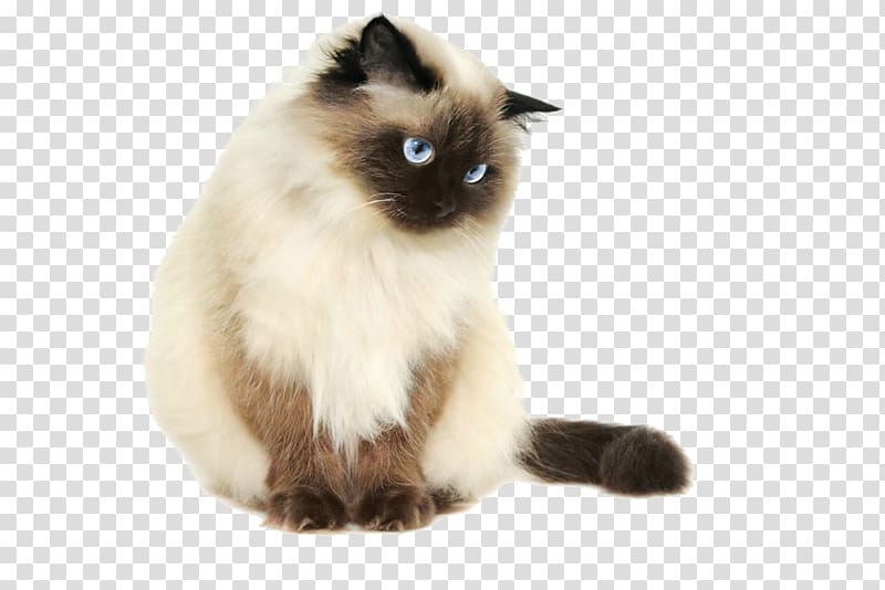 beige cat, Himalayan cat Siamese cat Persian cat Kitten Sphynx cat, cool cat transparent background PNG clipart