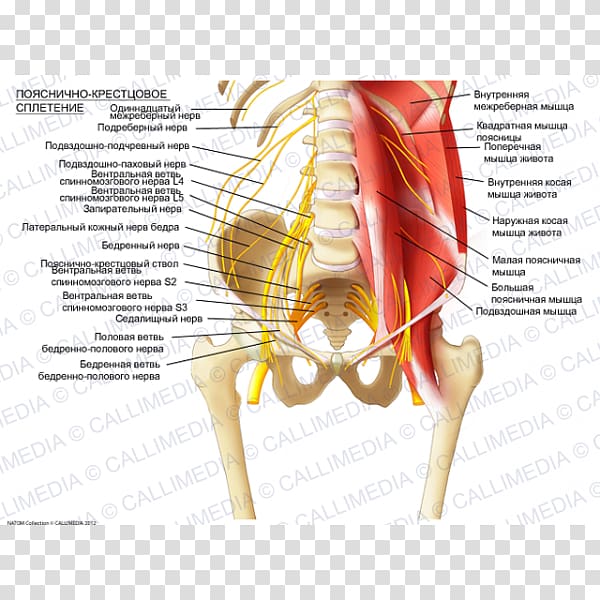 Sacral plexus Lumbar plexus Ilioinguinal nerve Iliohypogastric nerve, others transparent background PNG clipart