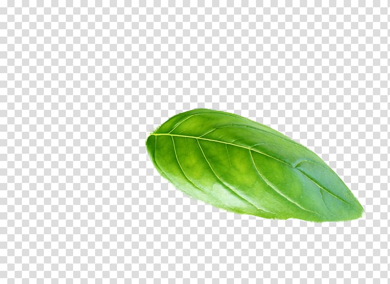 green leaf, Leaf Plant Basil, basil transparent background PNG clipart