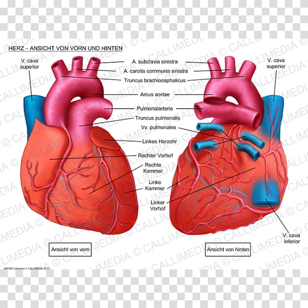 Human heart Anatomy Coronal plane Anterior cardiac veins, heart transparent background PNG clipart