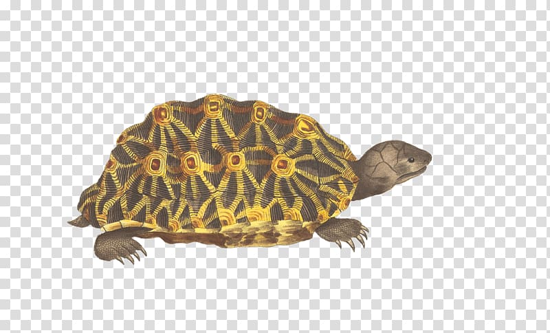 Box turtles Reptile Tortoise Portable Network Graphics, turtle transparent background PNG clipart