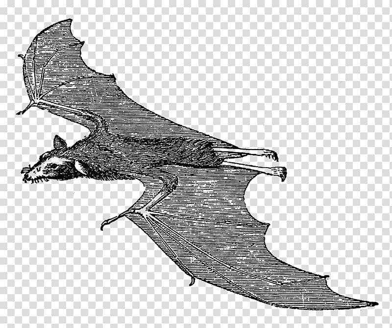 Vampire bat Mammal , bat transparent background PNG clipart
