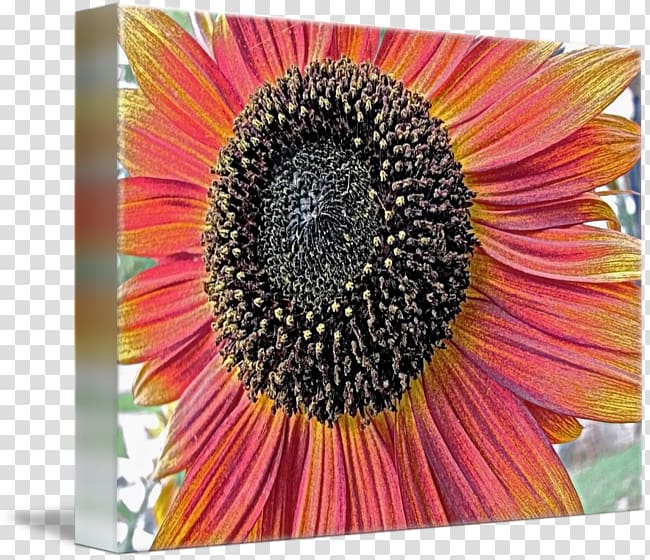 Common sunflower Sunflower seed Transvaal daisy sunflower m Coneflower, Sunflower 3D transparent background PNG clipart