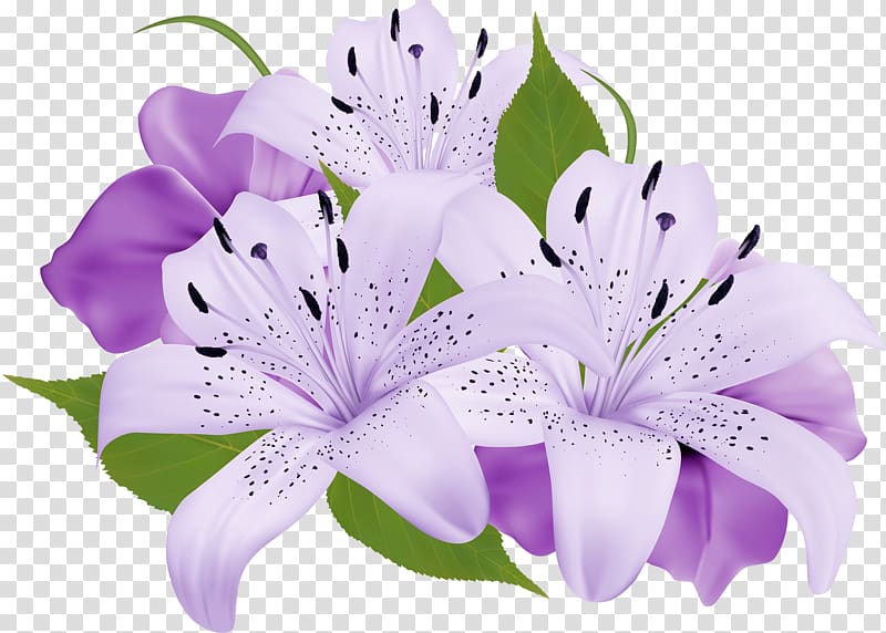 Flower bouquet Purple , callalily transparent background PNG clipart