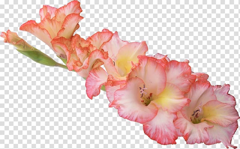 Gladiolus Display resolution , gladiolus transparent background PNG clipart