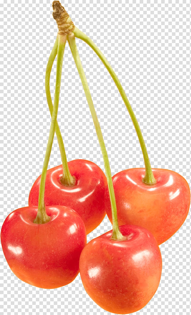 Sweet Cherry Cerasus Berry, Cherries transparent background PNG clipart