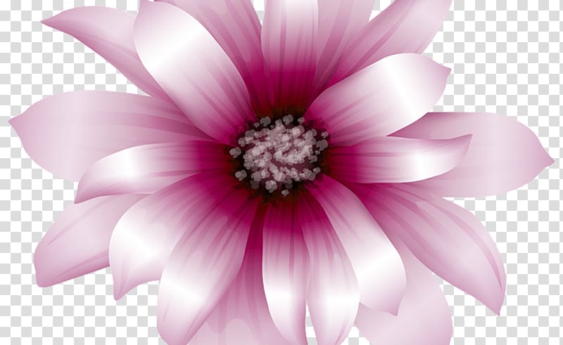Pink flowers , Coral Pink Gerbera transparent background PNG clipart