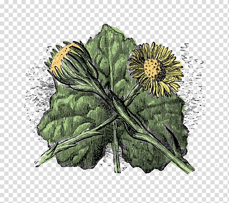 Wildflower Tussilago Plant stem Botany, botanical flower illustration transparent background PNG clipart