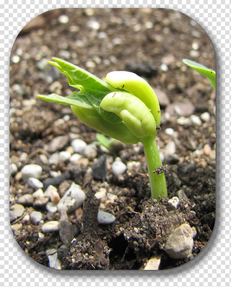 Soil Plant stem, Cranberryhow Does It Grow transparent background PNG clipart
