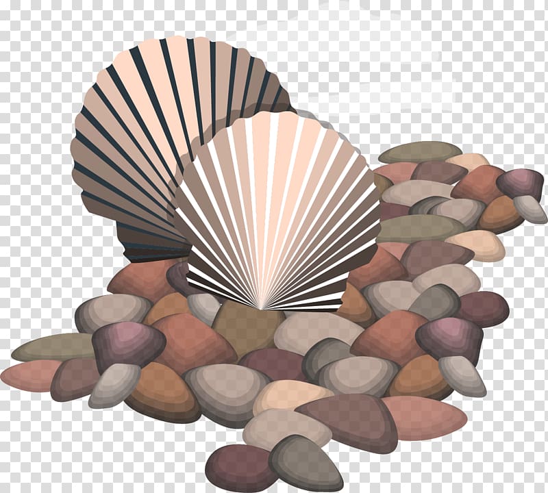 Seashell Euclidean Rock, Shell transparent background PNG clipart