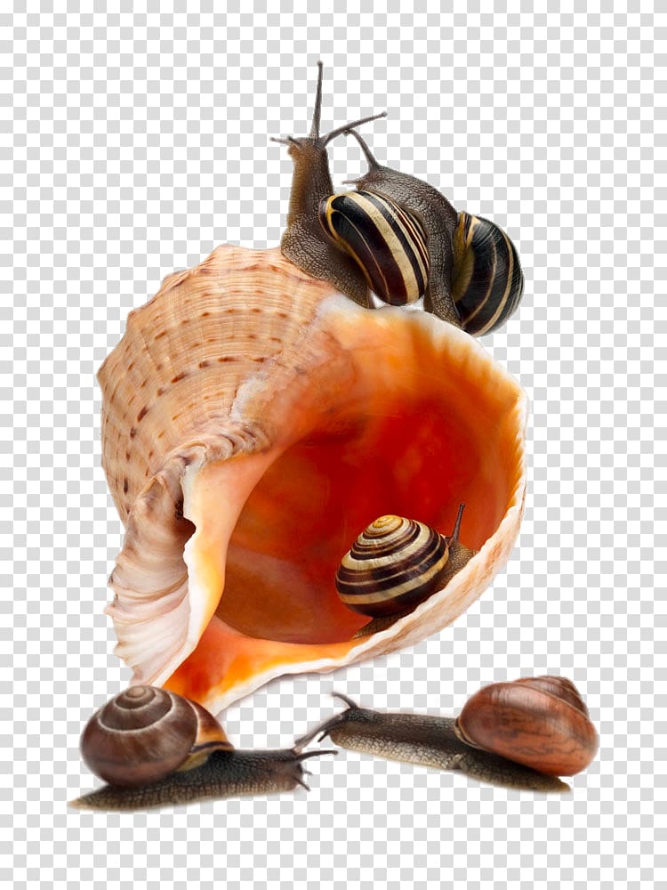 Sea snail , Escargot snail transparent background PNG clipart