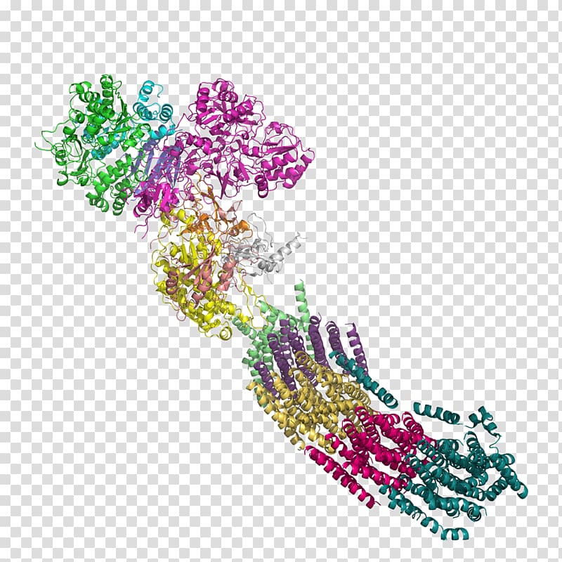 NADH:ubiquinone oxidoreductase Nicotinamide adenine dinucleotide Enzyme Dehydrogenase, others transparent background PNG clipart