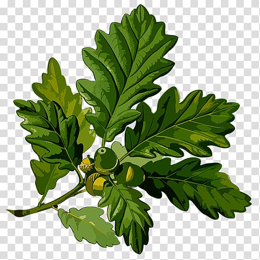 English oak Sessile Oak Acorn Botanical illustration Botany, acorn transparent background PNG clipart