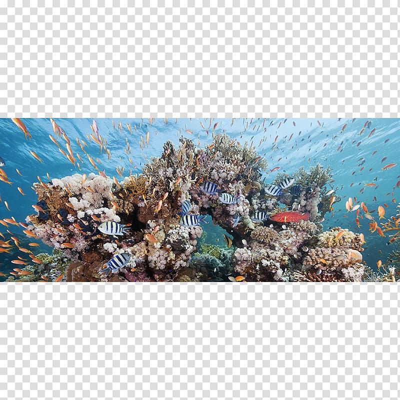 Glen Cowans Underwater Coral reef Underwater , grapher transparent background PNG clipart