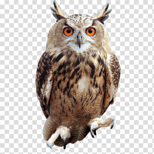 owl , Tawny owl Bird , Owl Raptor Animals transparent background PNG clipart