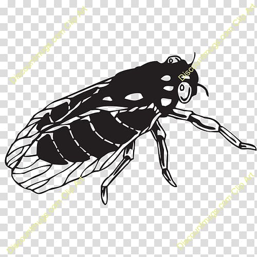 Beetle Weevil True bugs Butterfly Wing, beetle transparent background PNG clipart