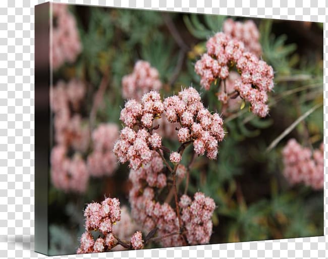 Eriogonum arborescens California buckwheat Gallery wrap Canvas Flower, flower transparent background PNG clipart