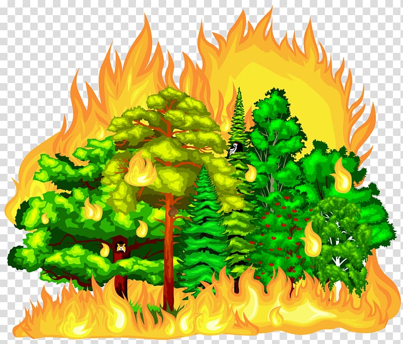 Forest fire transparent background PNG clipart