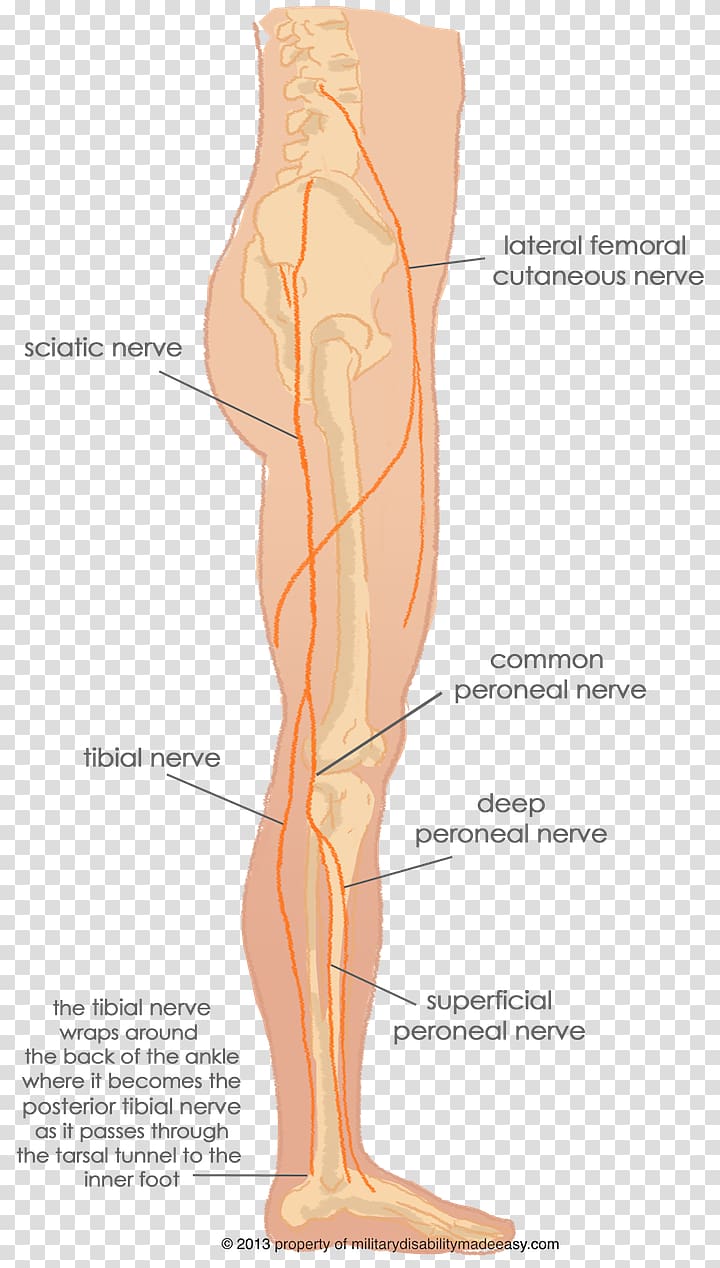 Femoral nerve Sciatic nerve Human leg Tibial nerve, others transparent background PNG clipart