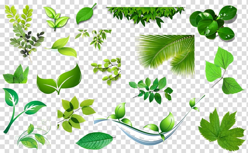 Flower Leaf Floristry, Leaves transparent background PNG clipart